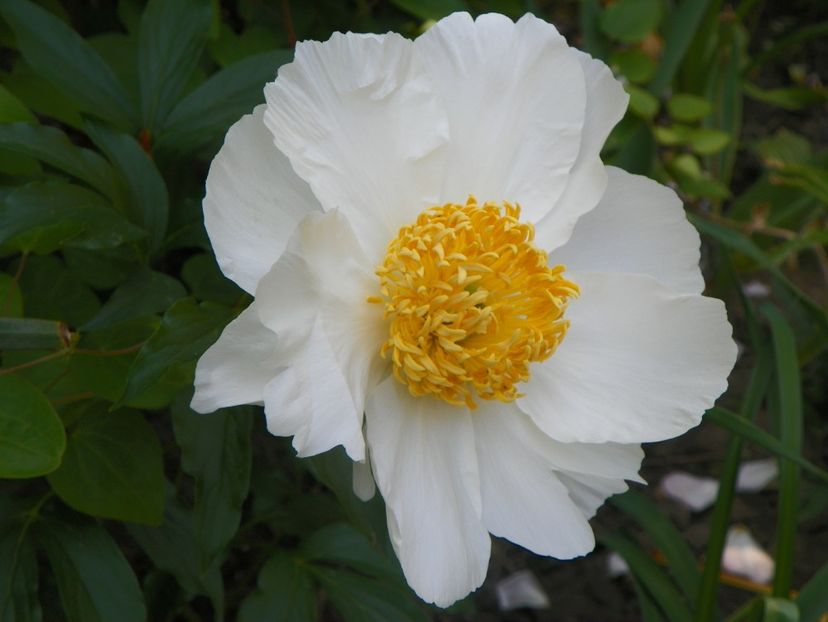 Moon of Nippon - Bujori 2018