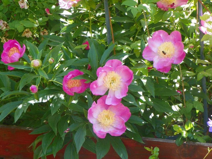 30 mai (2) - Bujori 2018