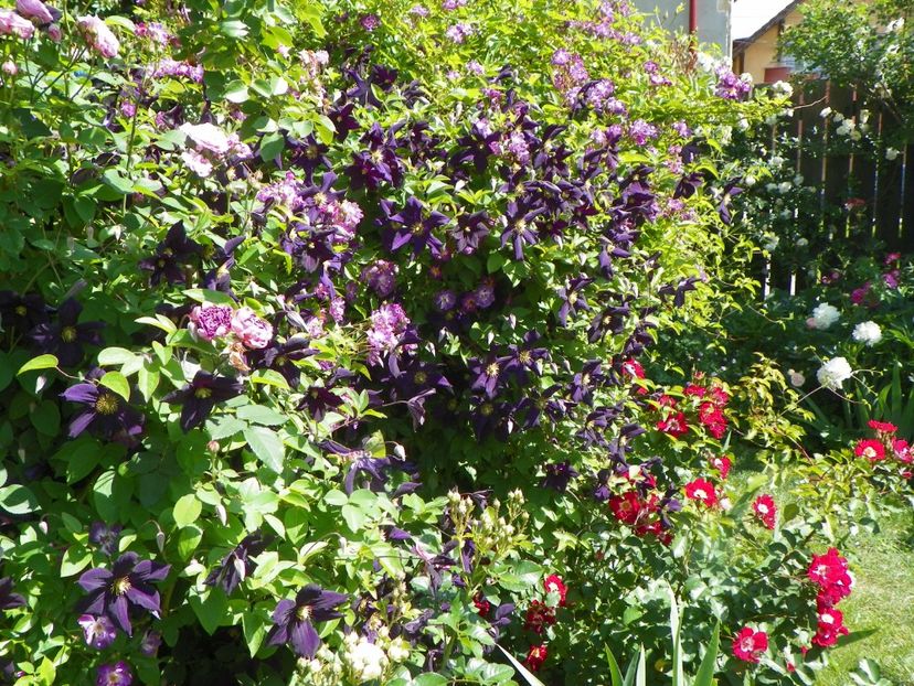 30 mai (29) - Clematite 2018