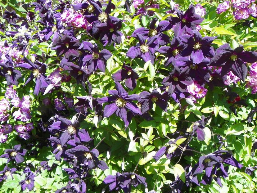 30 mai (95) - Clematite 2018