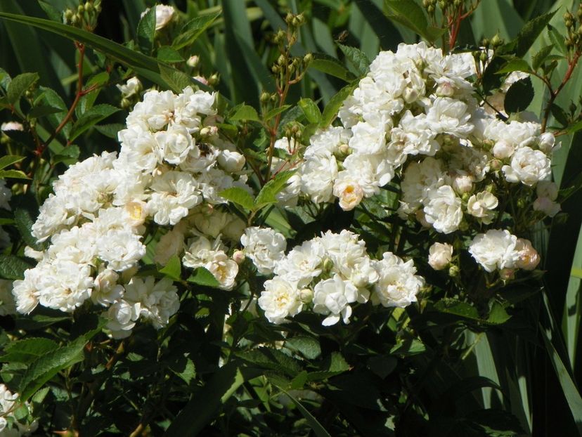 30 mai (7) - Trandafiri 2018 1