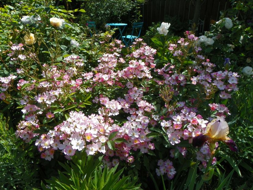 30 mai (11) - Trandafiri 2018 1