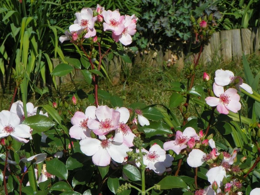 30 mai (12) - Trandafiri 2018 1