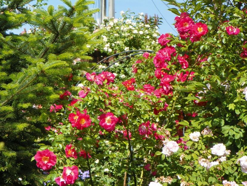 30 mai (15) - Trandafiri 2018 1