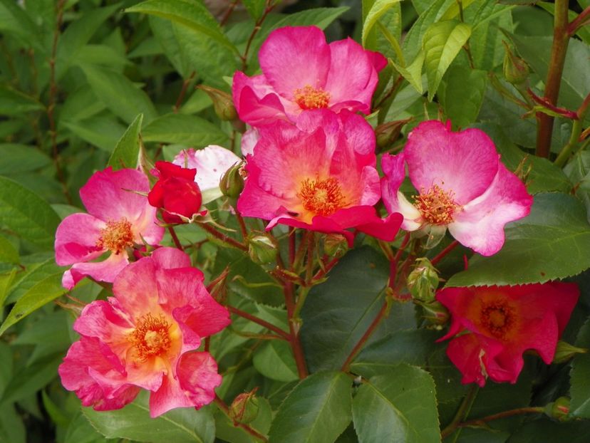 30 mai (46) - Trandafiri 2018 1