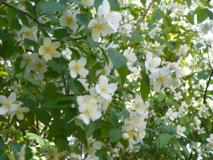 30 mai (9) - Copacei si arbusti 2018