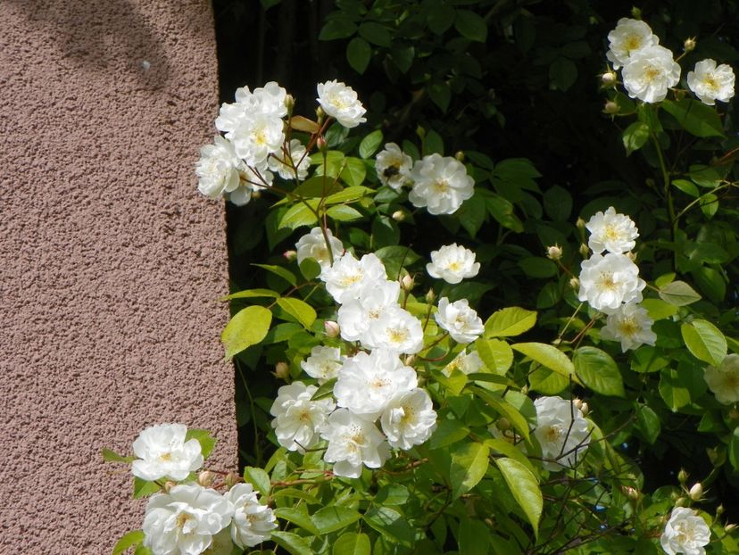 30 mai (61) - Trandafiri 2018 1