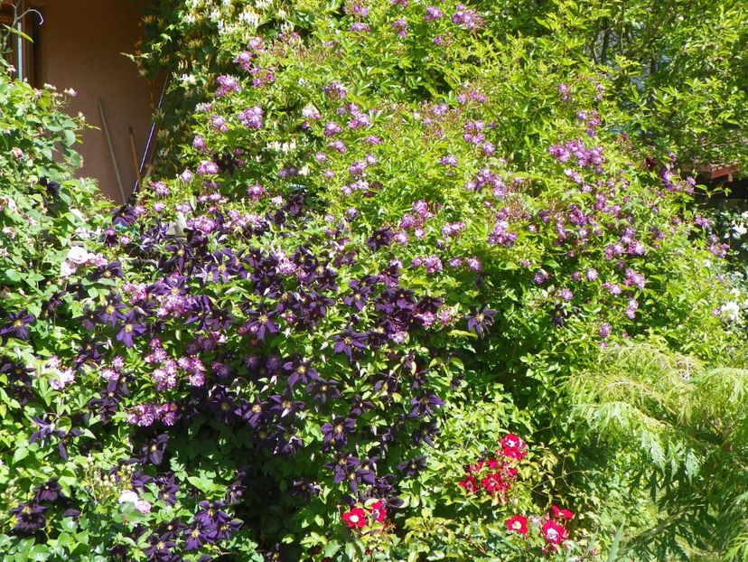 30 mai (27) - Gradina 2018