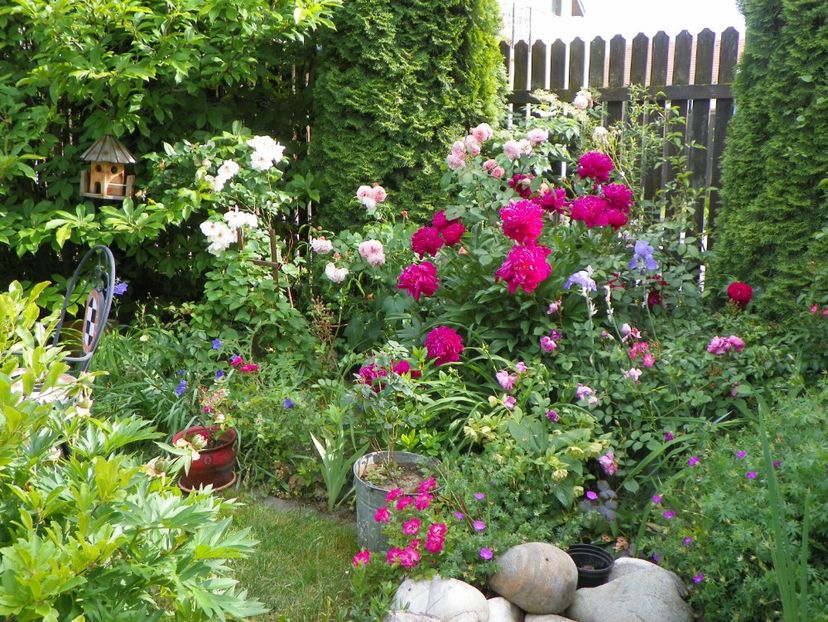 30 mai (40) - Gradina 2018