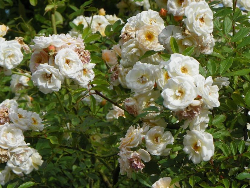 30 mai (69) - Trandafiri 2018 1