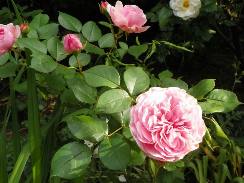 30 mai (72) - Trandafiri 2018 1