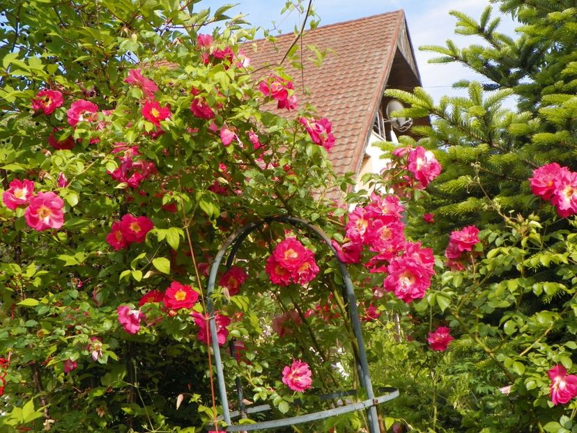 30 mai (75) - Trandafiri 2018 1