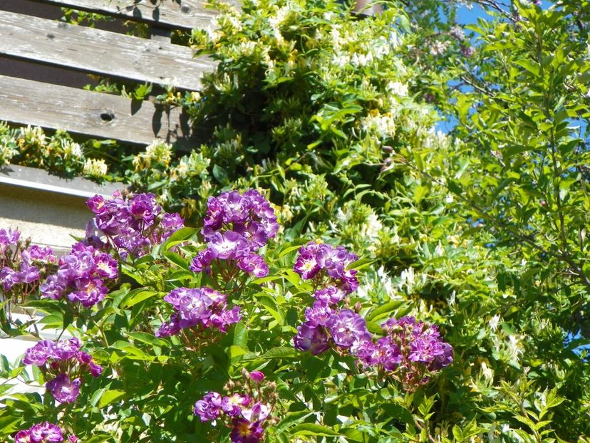 30 mai (86) - Gradina 2018