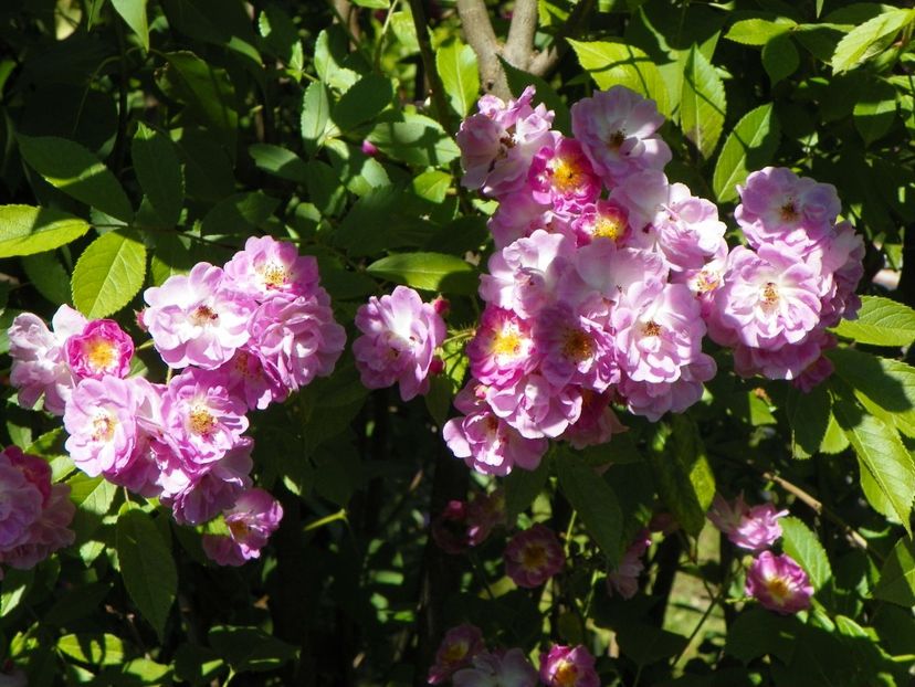 30 mai (77) - Trandafiri 2018 1