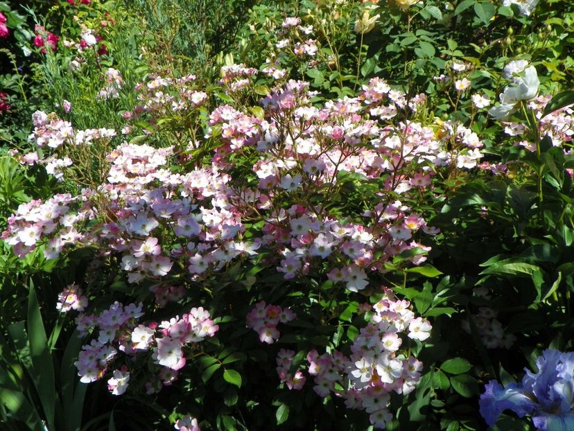 30 mai (79) - Trandafiri 2018 1