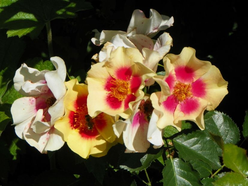 30 mai (83) - Trandafiri 2018 1