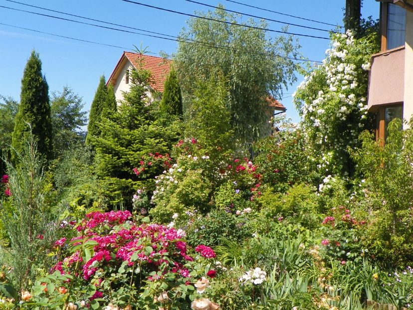 30 mai (103) - Gradina 2018