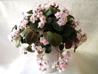 poza net - Rob s Vanilla Trail