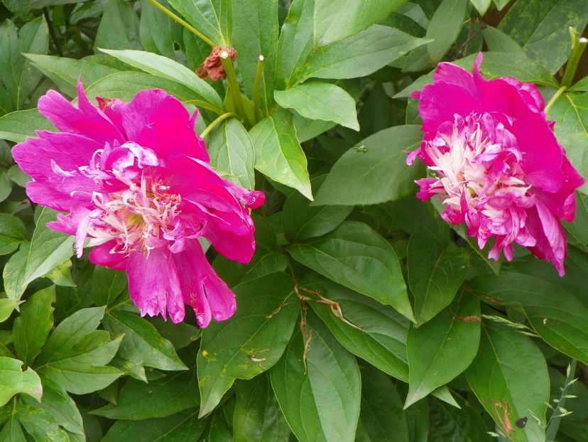 7 iun (87) - Bujori 2018