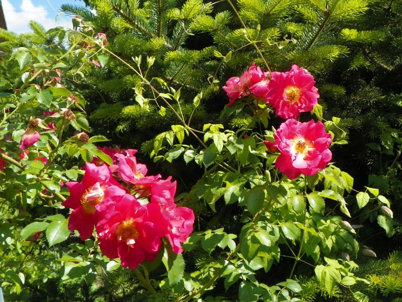 7 iun (47) - Trandafiri 2018 ii