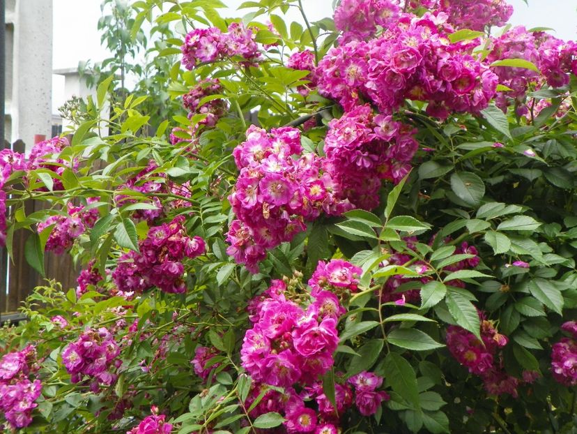 7 iun (58) - Trandafiri 2018 ii