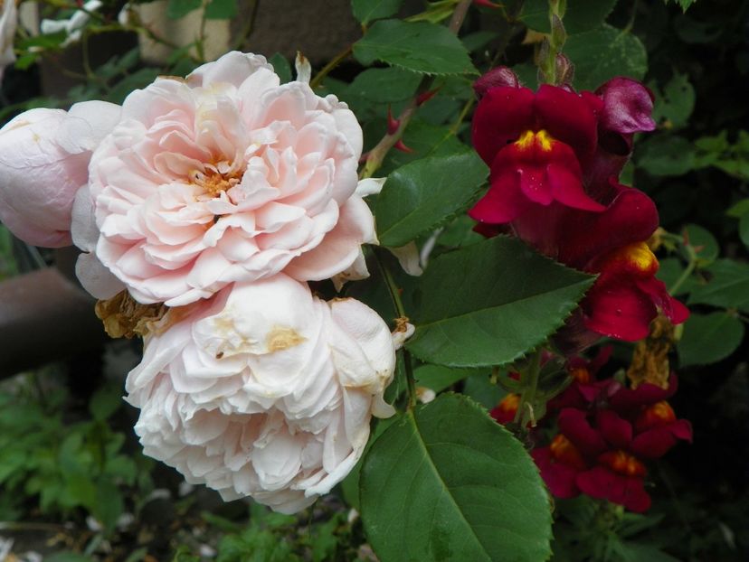 7 iun (59) - Trandafiri 2018 ii