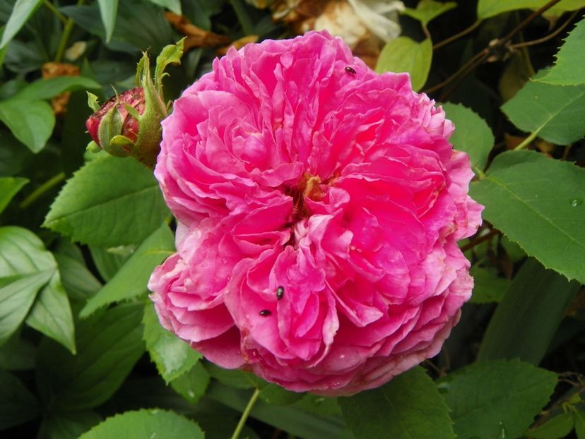 7 iun (62) - Trandafiri 2018 ii