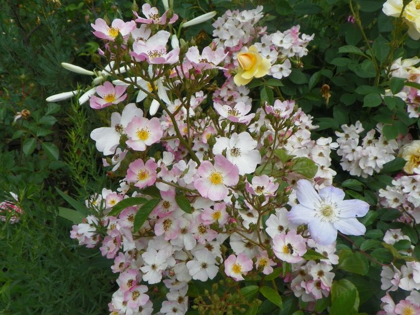 7 iun (70) - Trandafiri 2018 ii