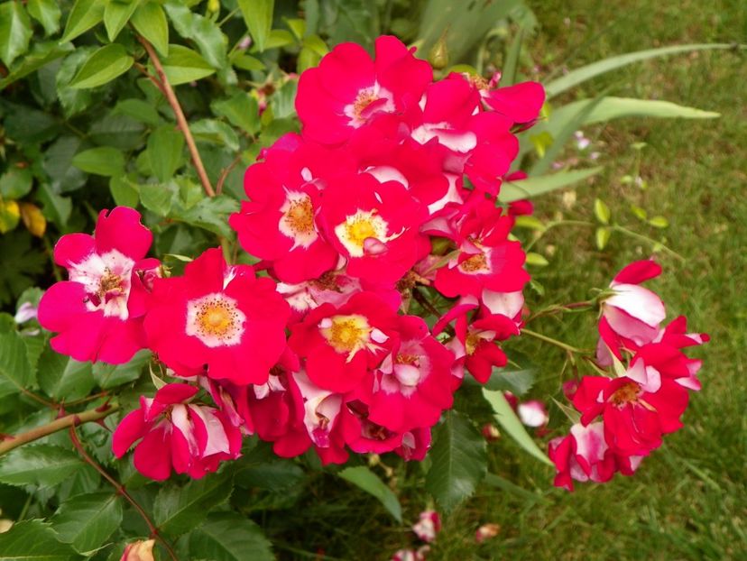 7 iun (80) - Trandafiri 2018 ii