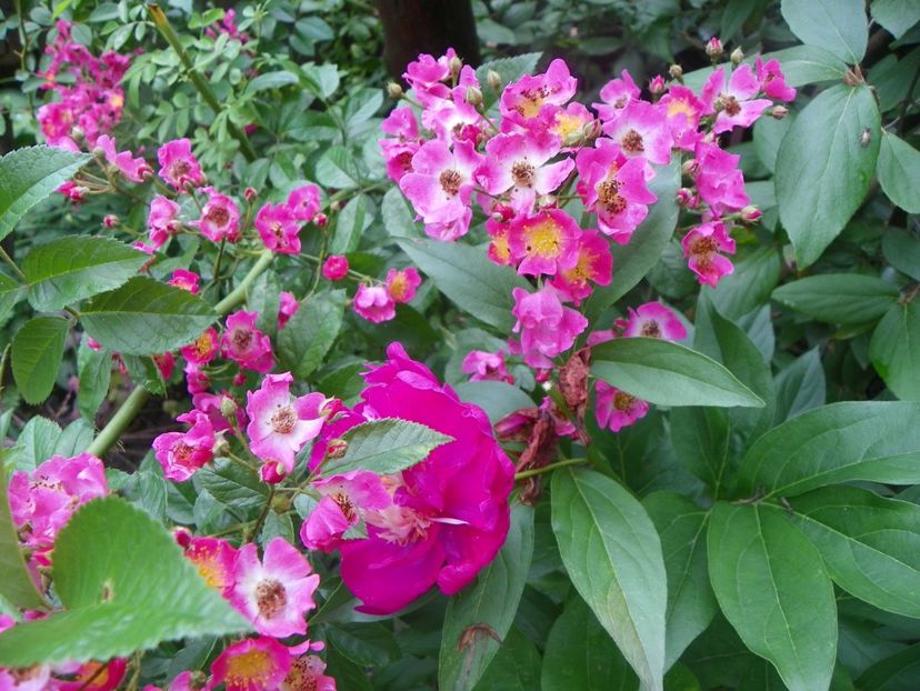 7 iun (88) - Trandafiri 2018 ii