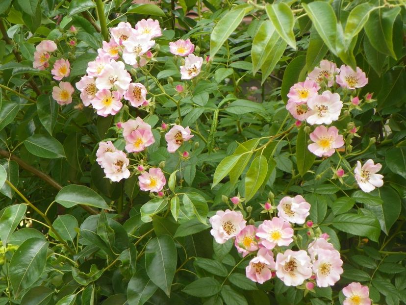 7 iun (95) - Trandafiri 2018 ii