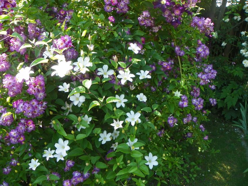 7 iun (11) - Clematite 2018