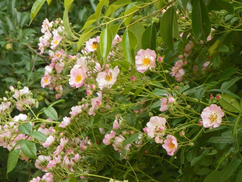 7 iun (96) - Trandafiri 2018 ii