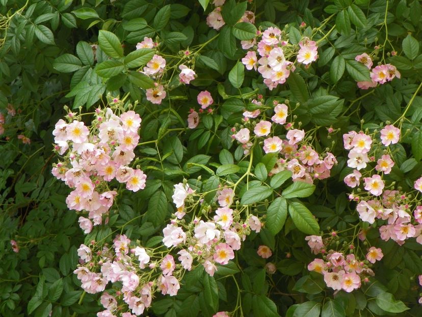 7 iun (98) - Trandafiri 2018 ii