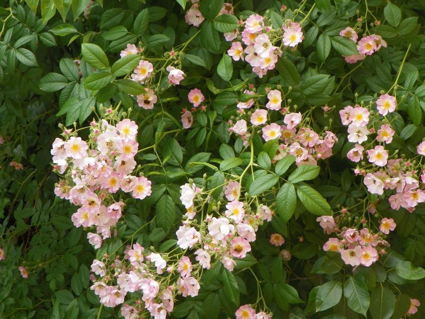 7 iun (99) - Trandafiri 2018 ii