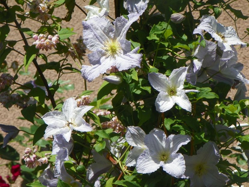 7 iun (29) - Clematite 2018