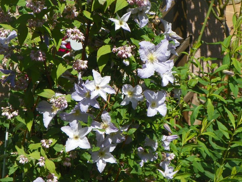 7 iun (34) - Clematite 2018