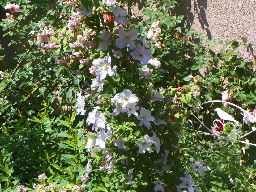 7 iun (46) - Clematite 2018