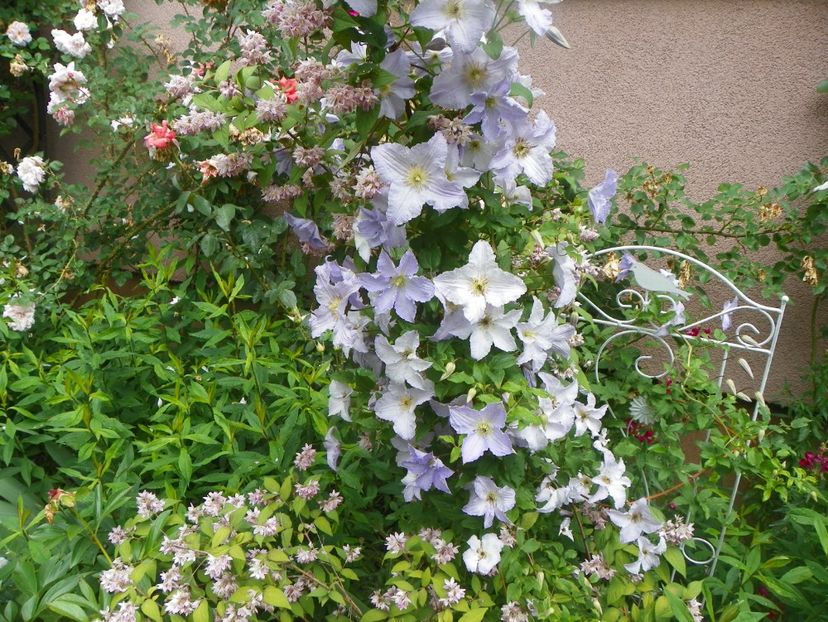 7 iun (52) - Clematite 2018