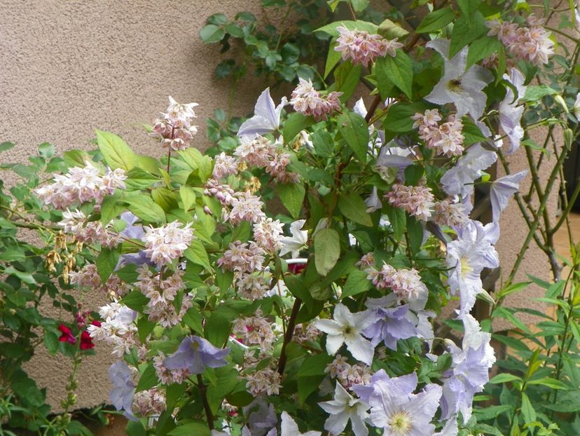 7 iun (54) - Clematite 2018