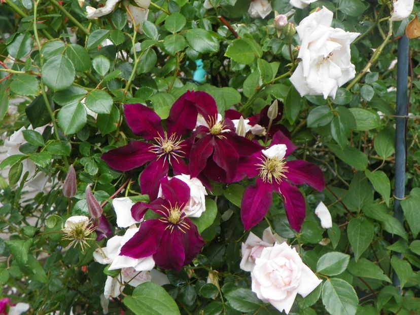 7 iun (56) - Clematite 2018