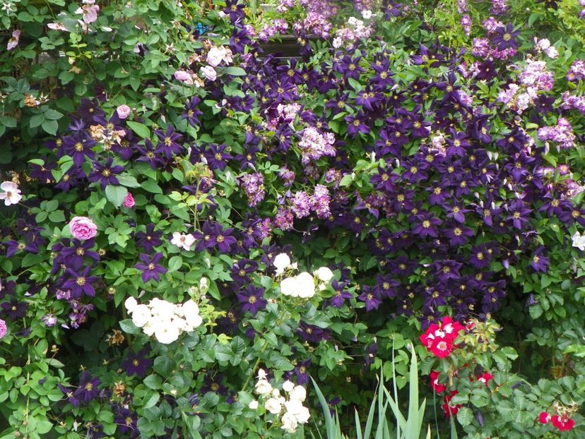 7 iun (77) - Clematite 2018