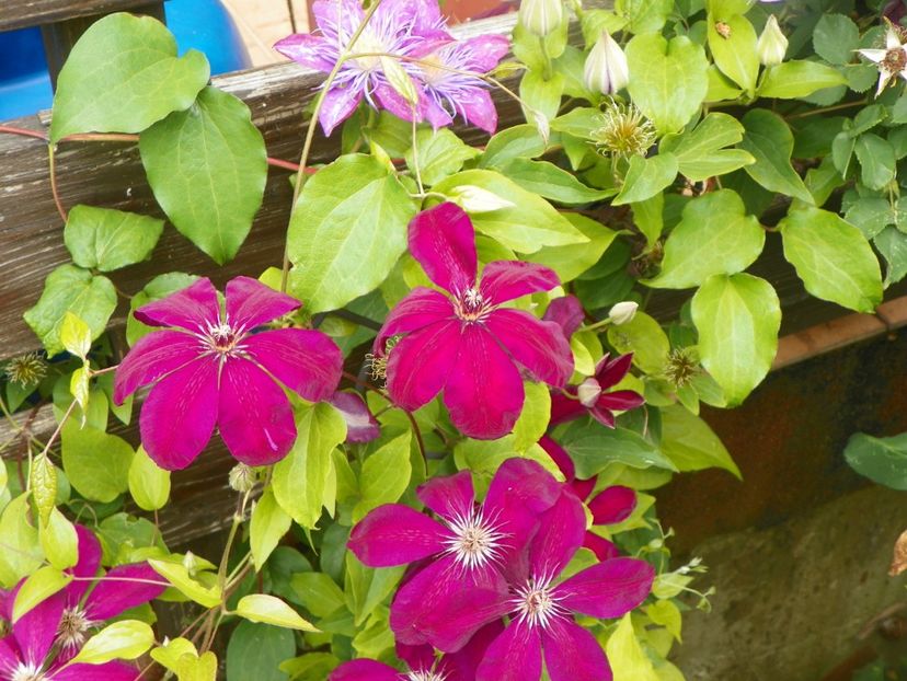 7 iun (79) - Clematite 2018