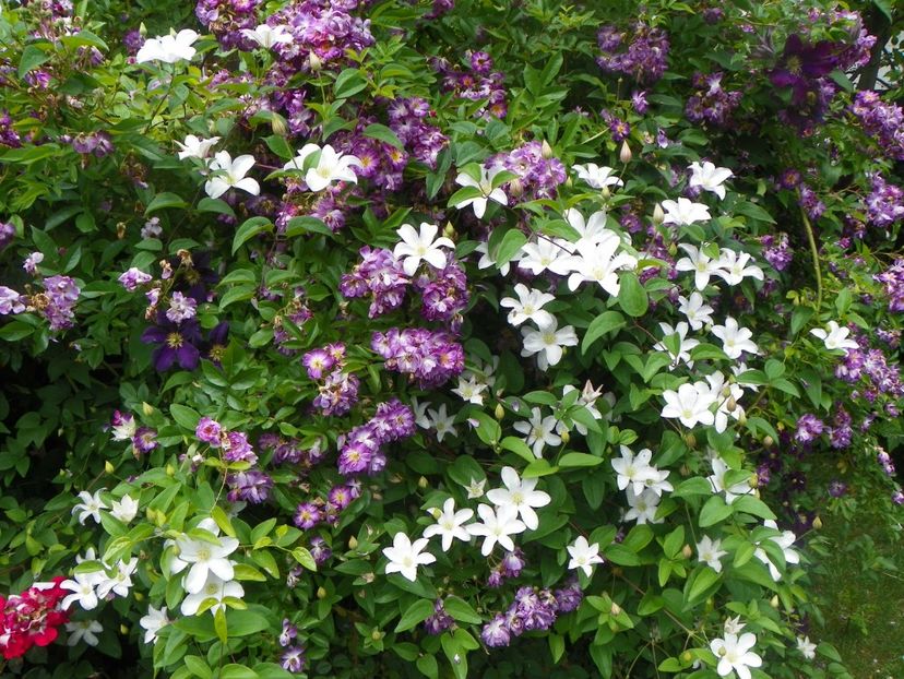 7 iun (83) - Clematite 2018