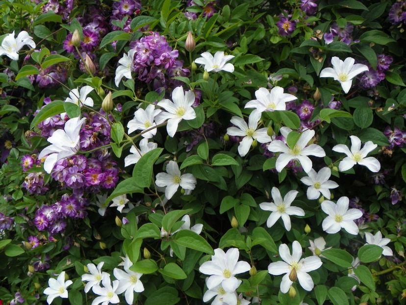 7 iun (84) - Clematite 2018