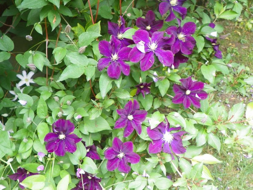7 iun (85) - Clematite 2018