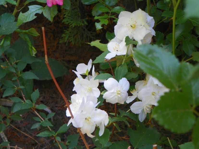 philadelphus variegata - Copacei si arbusti 2018