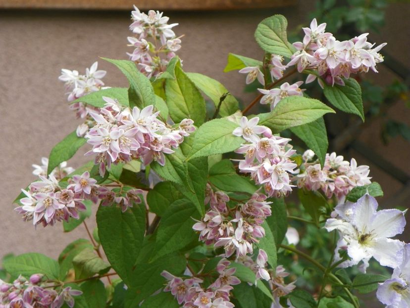 7 iun (55) - Copacei si arbusti 2018