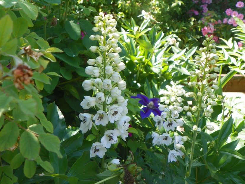 7 iun (5) - Vara 2018