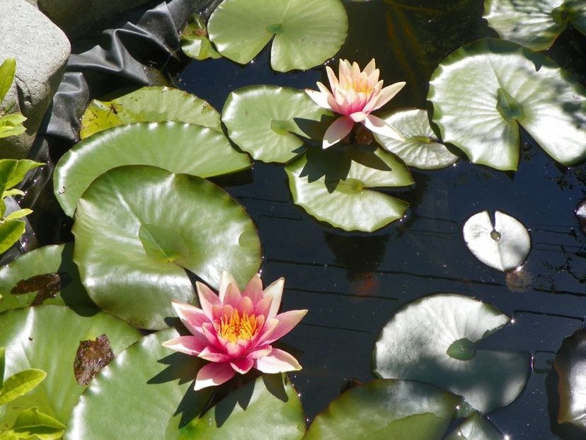 7 iun (7) - Vara 2018